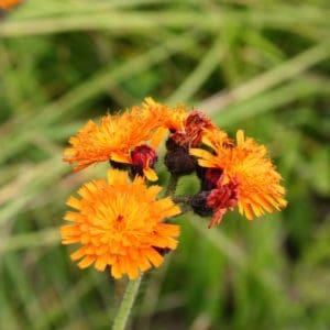 Fox and Cubs (Hieracium aurantiacum) Fox and Cubs (Hieracium aurantiacum)