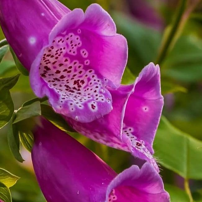 Foxglove (Digitalis purpurea)
