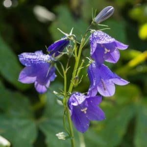 Harebell (Campanula Rotundifolia) Harebell (Campanula Rotundifolia)