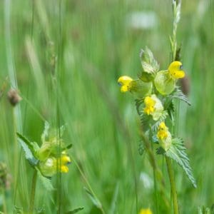 Hay Rattle (Rhinanthus Minor) Hay Rattle (Rhinanthus Minor)