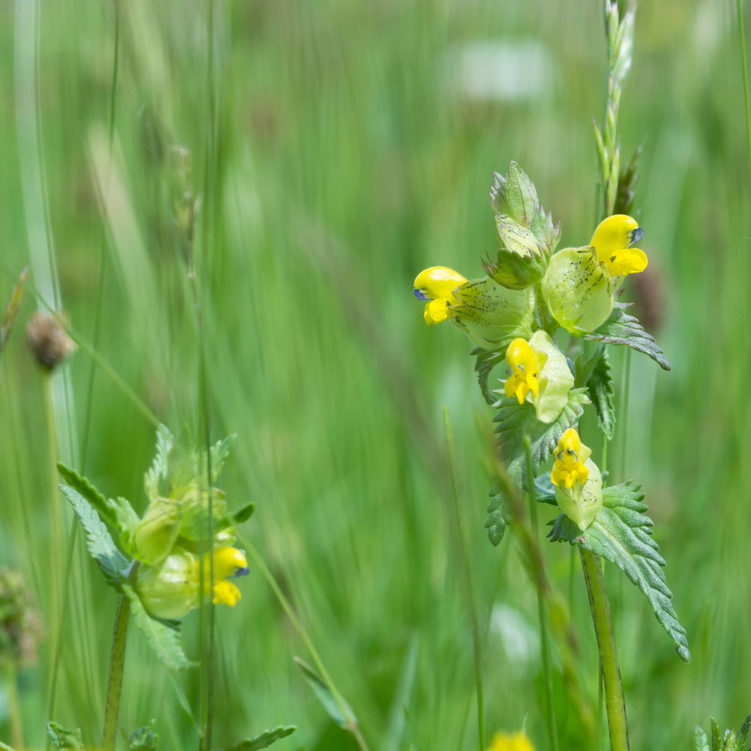Hay Rattle (Rhinanthus Minor)