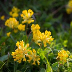 Kidney Vetch (Anthyllis vulneraria) Kidney Vetch (Anthyllis vulneraria)