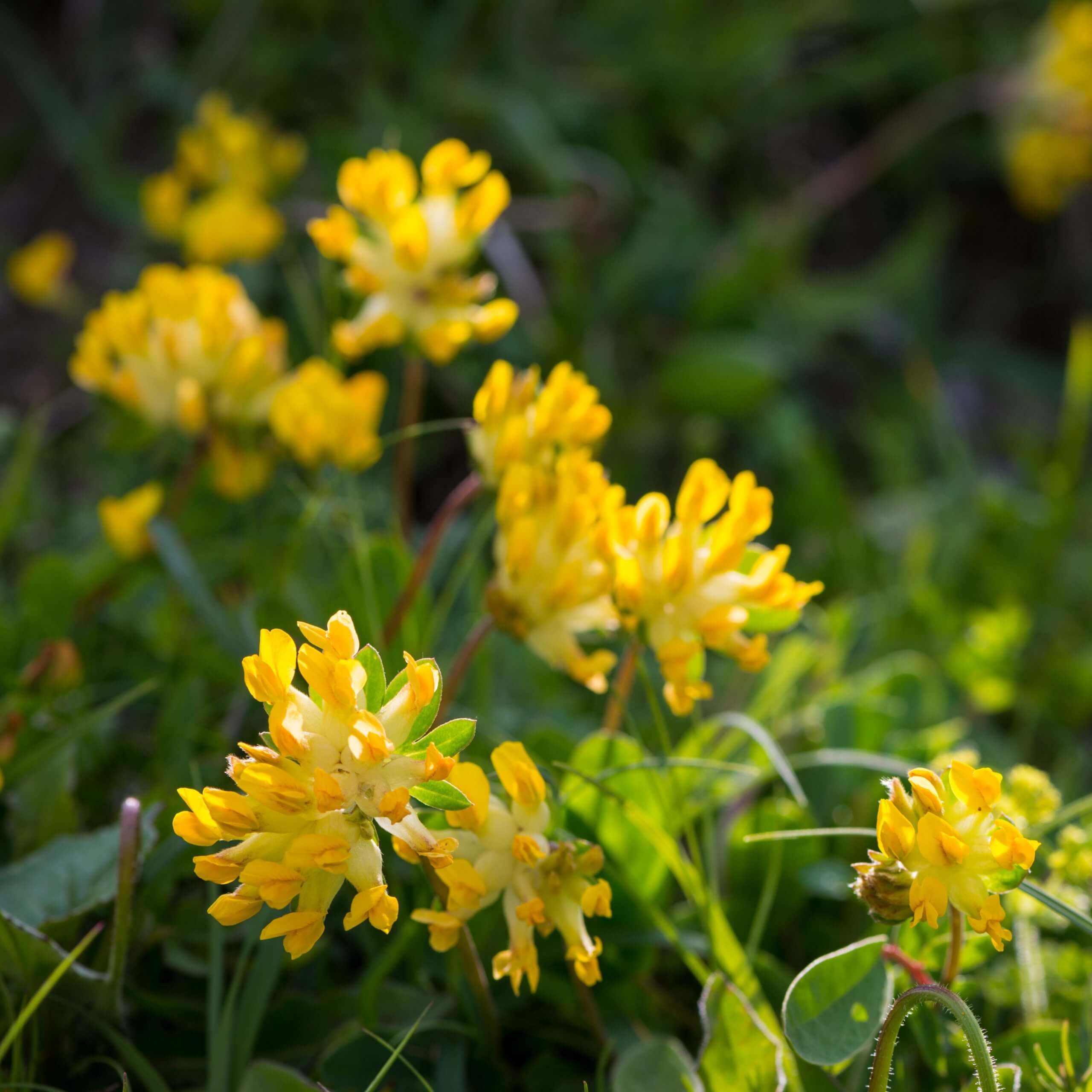 Kidney Vetch (Anthyllis vulneraria)