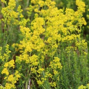 Lady’s Bedstraw (Galium Verum) Lady’s Bedstraw (Galium Verum)
