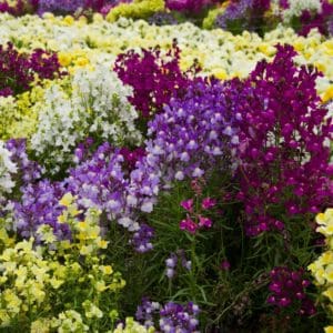 Linaria (Linaria maroccana) Linaria (Linaria maroccana)