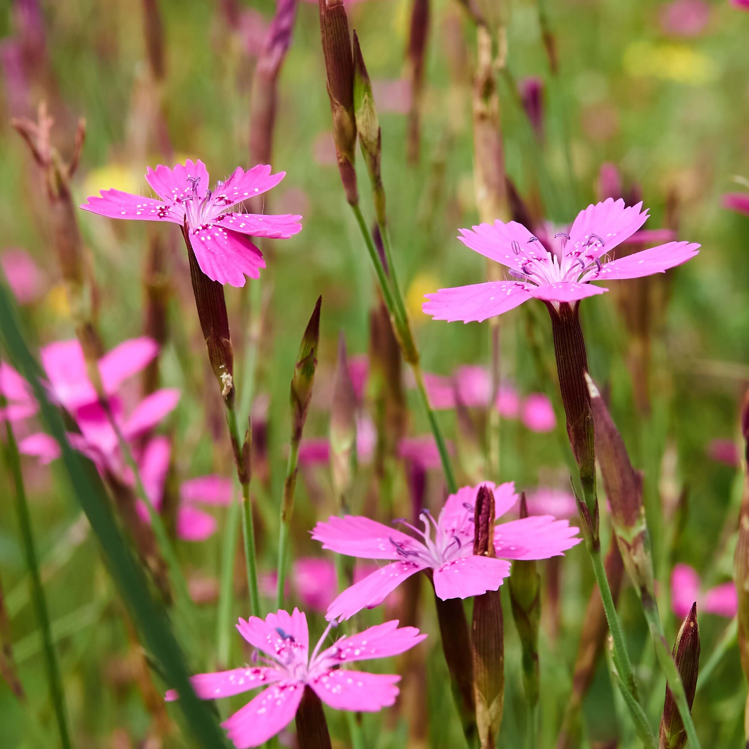 Maiden Pink (Dianthus Deltoides)