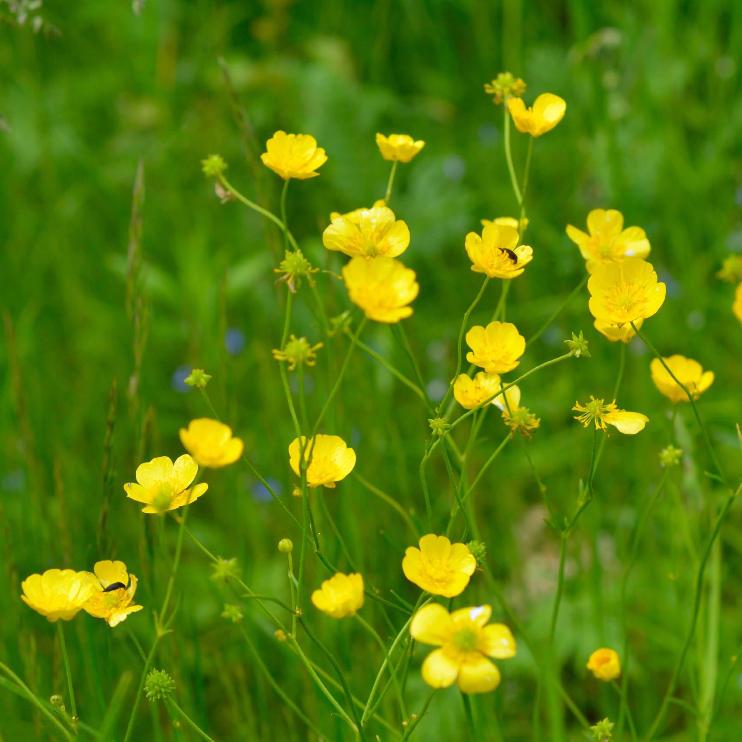 Meadow Buttercup (Ranunculus acris)