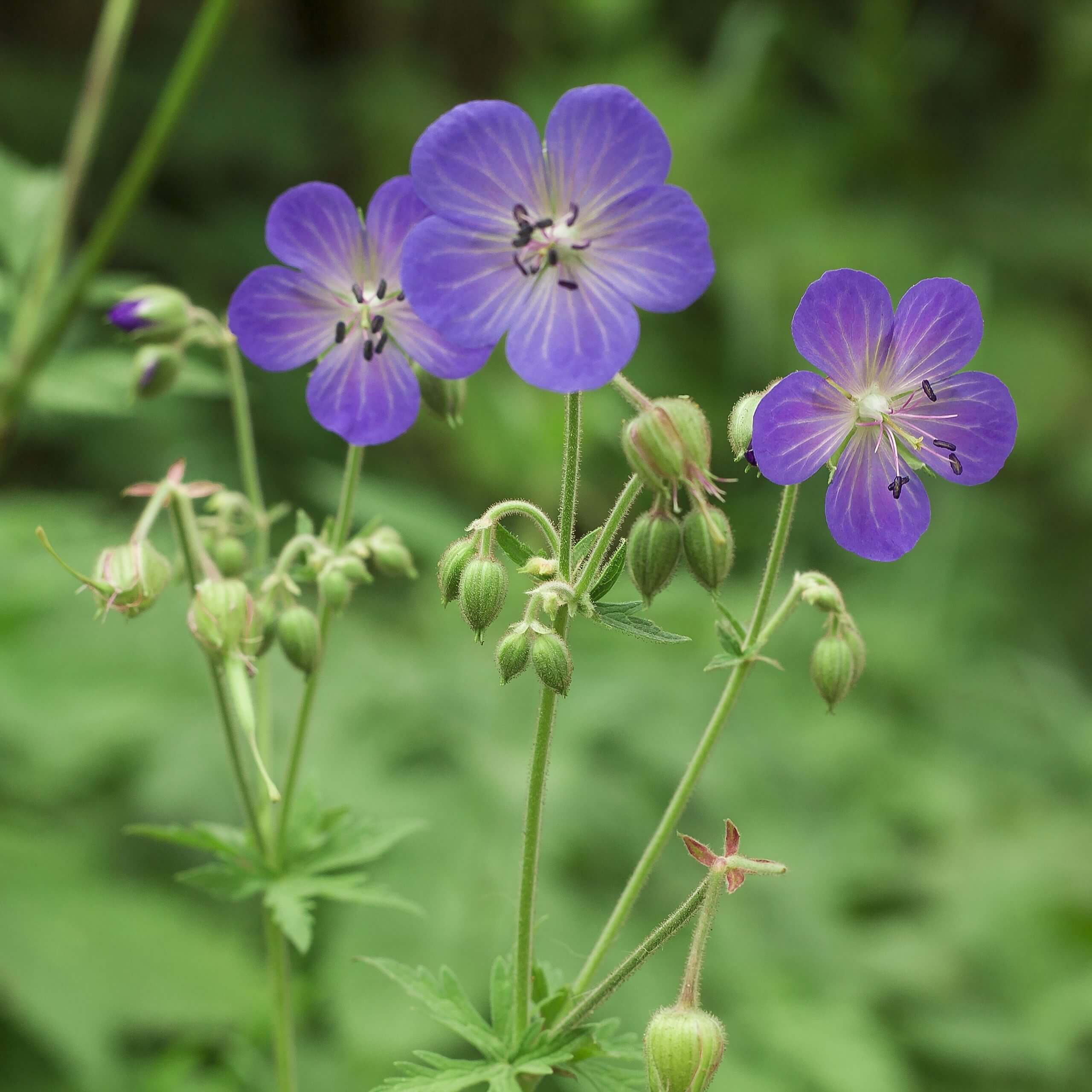 Meadow Cranesbill (Geranium Pratense)
