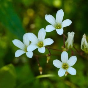 Meadow Saxifrage (Saxifraga granulata) Meadow Saxifrage (Saxifraga granulata)