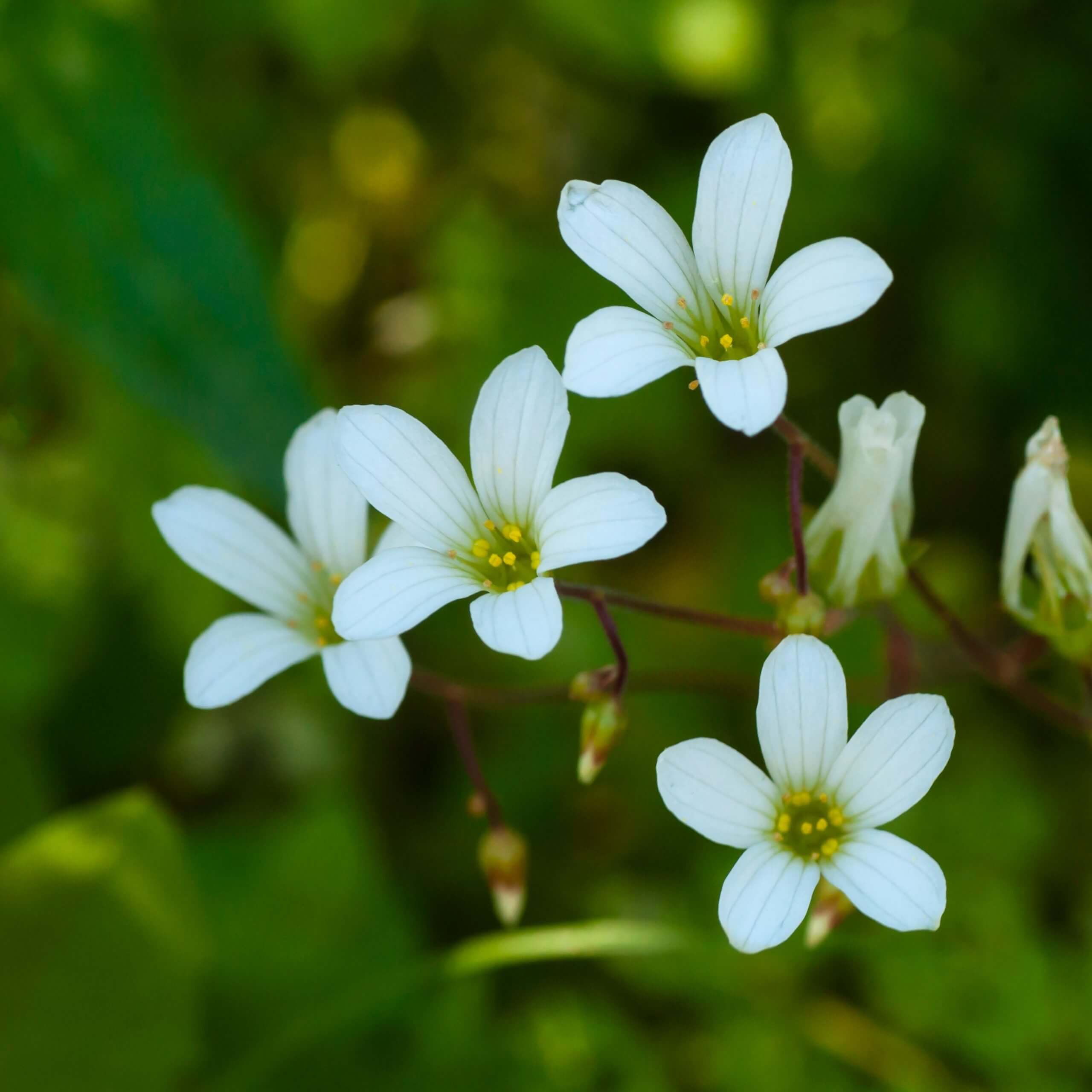 Meadow Saxifrage (Saxifraga granulata)