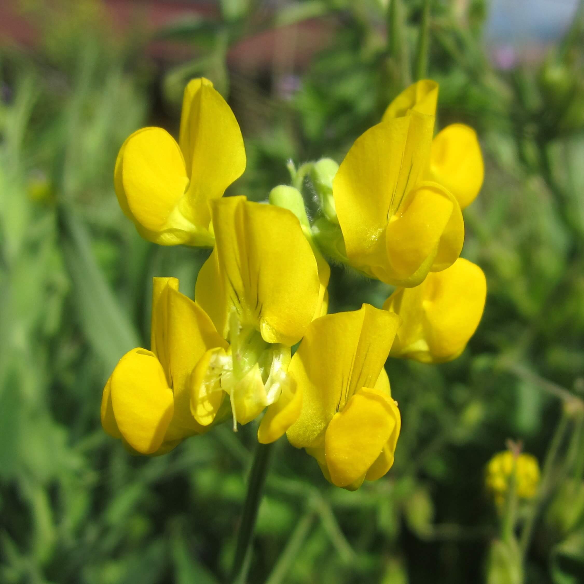 Meadow Vetchling (Lathyrus Pratensis)