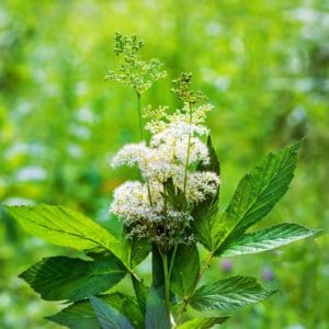 Meadowsweet (Filipendula Ulmaria) Meadowsweet (Filipendula Ulmaria)