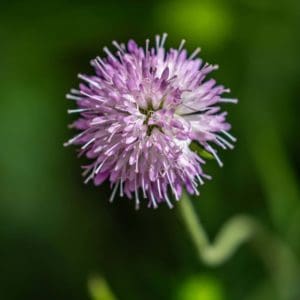 Melton Pastels (Knautia Melton) Melton Pastels (Knautia Melton)