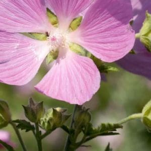Musk Mallow (Malva Moschata) Musk Mallow (Malva Moschata)