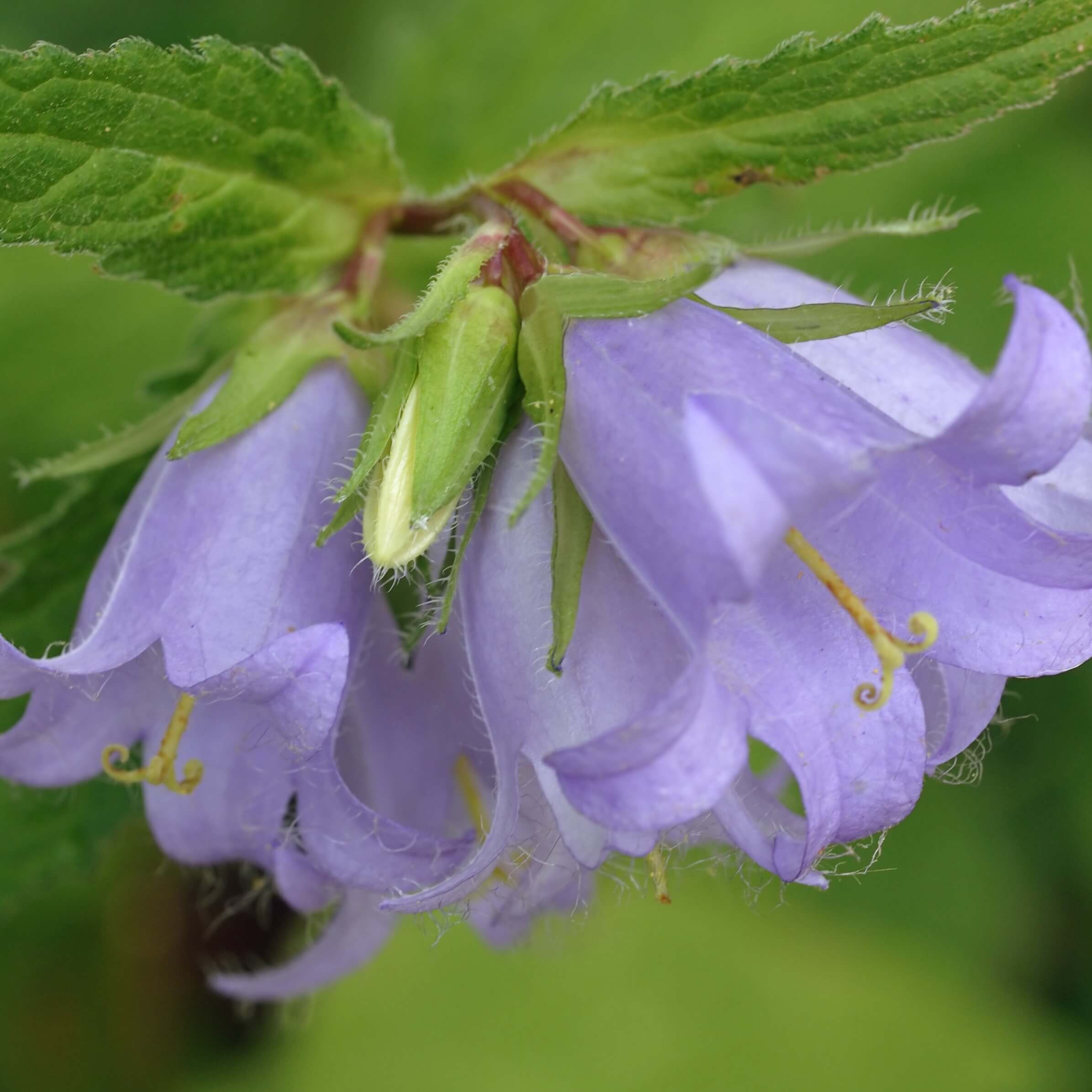 Nettle Leaved Bellflower (Campanula Trachelium)