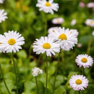 Oxeye Daisy (Leucanthemum Vulgare) Oxeye Daisy (Leucanthemum Vulgare)