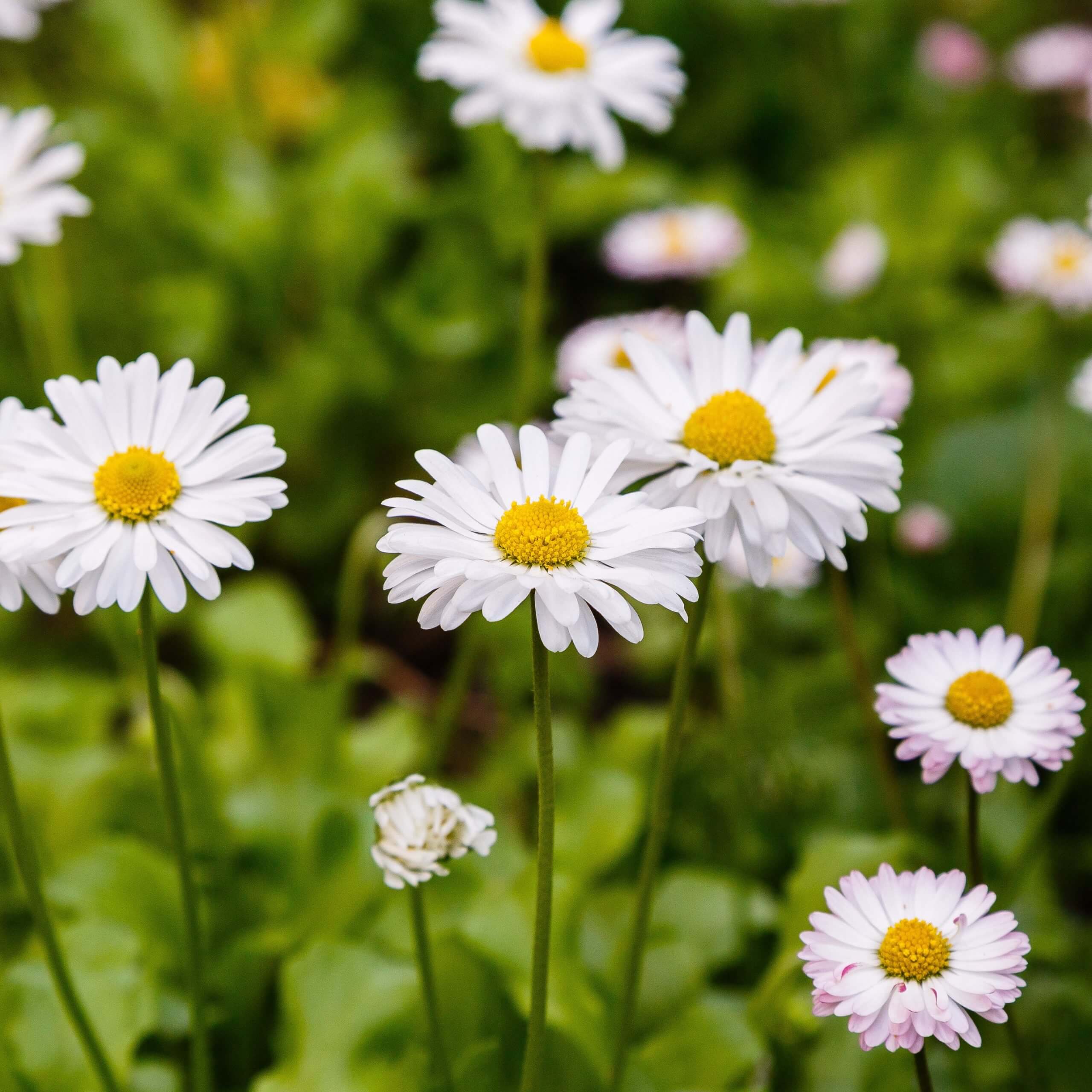 Oxeye Daisy (Leucanthemum Vulgare)