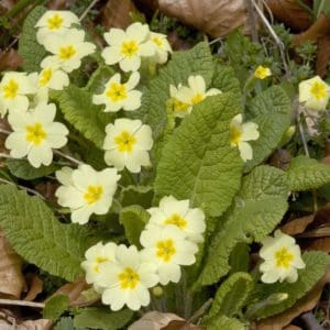 Primrose (Primula Vulgaris) Primrose (Primula Vulgaris)
