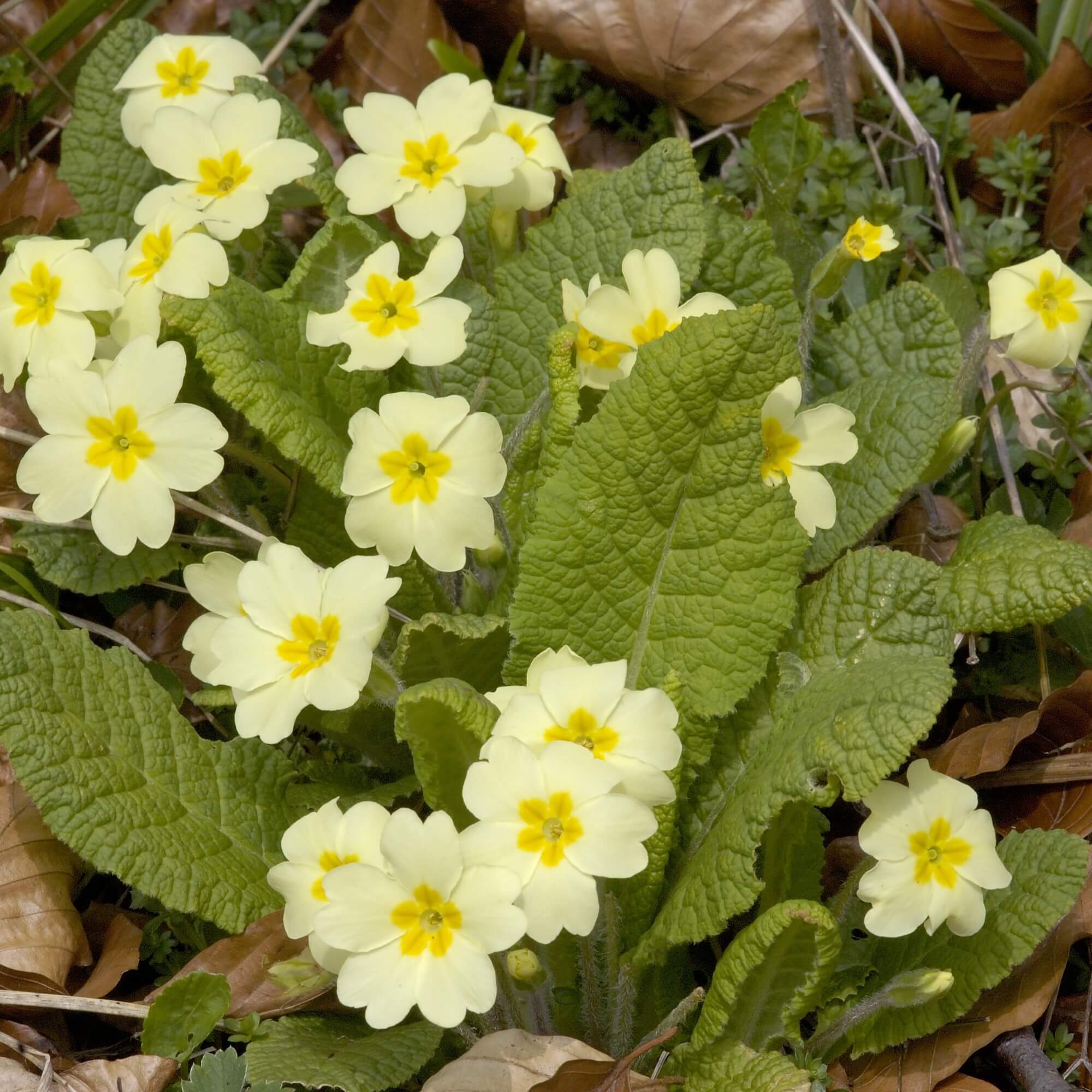 Primrose (Primula Vulgaris)