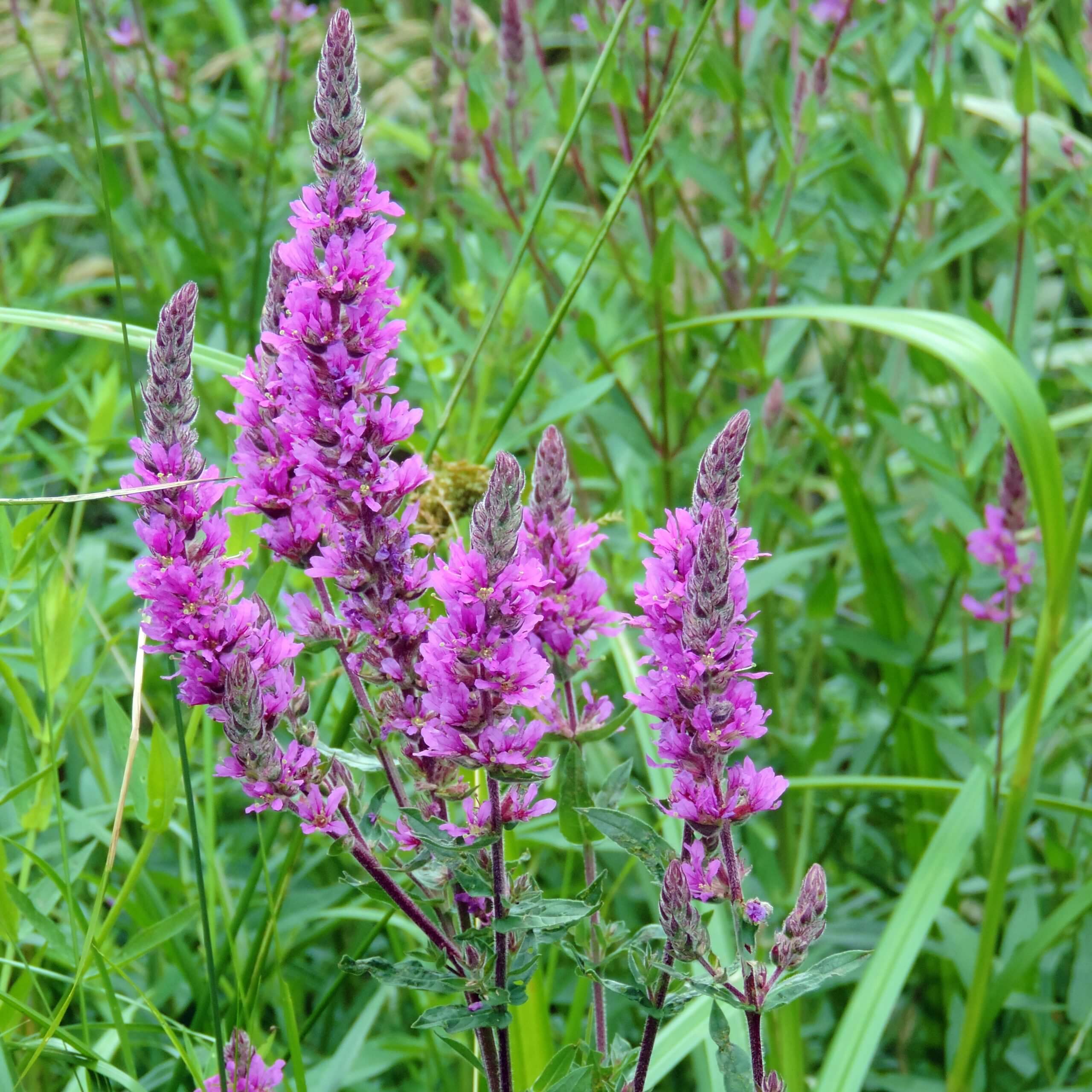 Purple Loosestrife (Lythrum Salicaria)