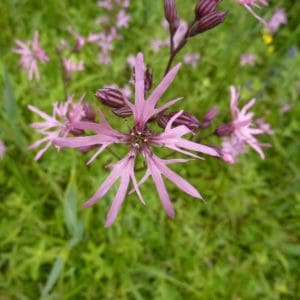 Ragged Robin (Lychnis Flos-Cuculi) Ragged Robin (Lychnis Flos-Cuculi)