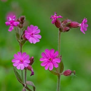 Red Campion (Silene Dioica) Red Campion (Silene Dioica)