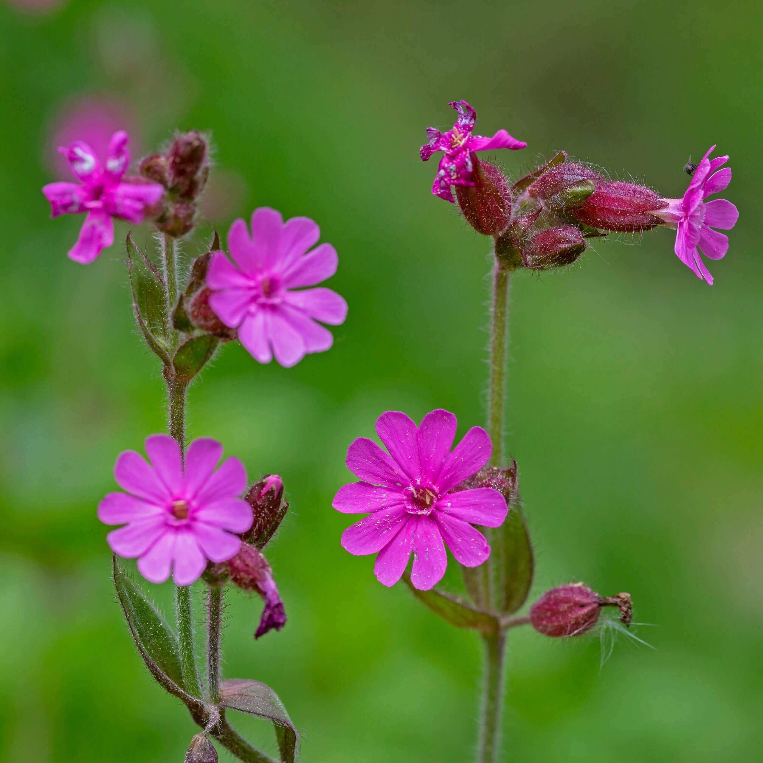Red Campion (Silene Dioica)