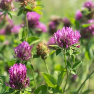 Red Clover (Trifolium Pratense) Red Clover (Trifolium Pratense)