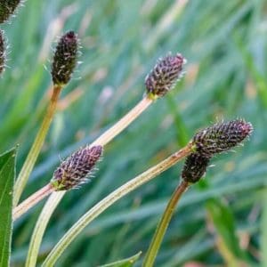 Ribwort Plantain (Plantago Lanceolata) Ribwort Plantain (Plantago Lanceolata)