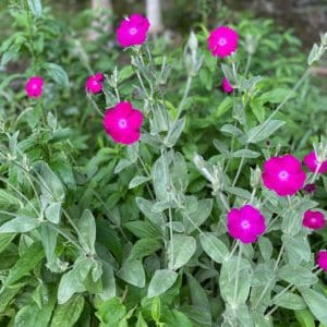 Rose Campion (Lychnis coronaria) Rose Campion (Lychnis coronaria)