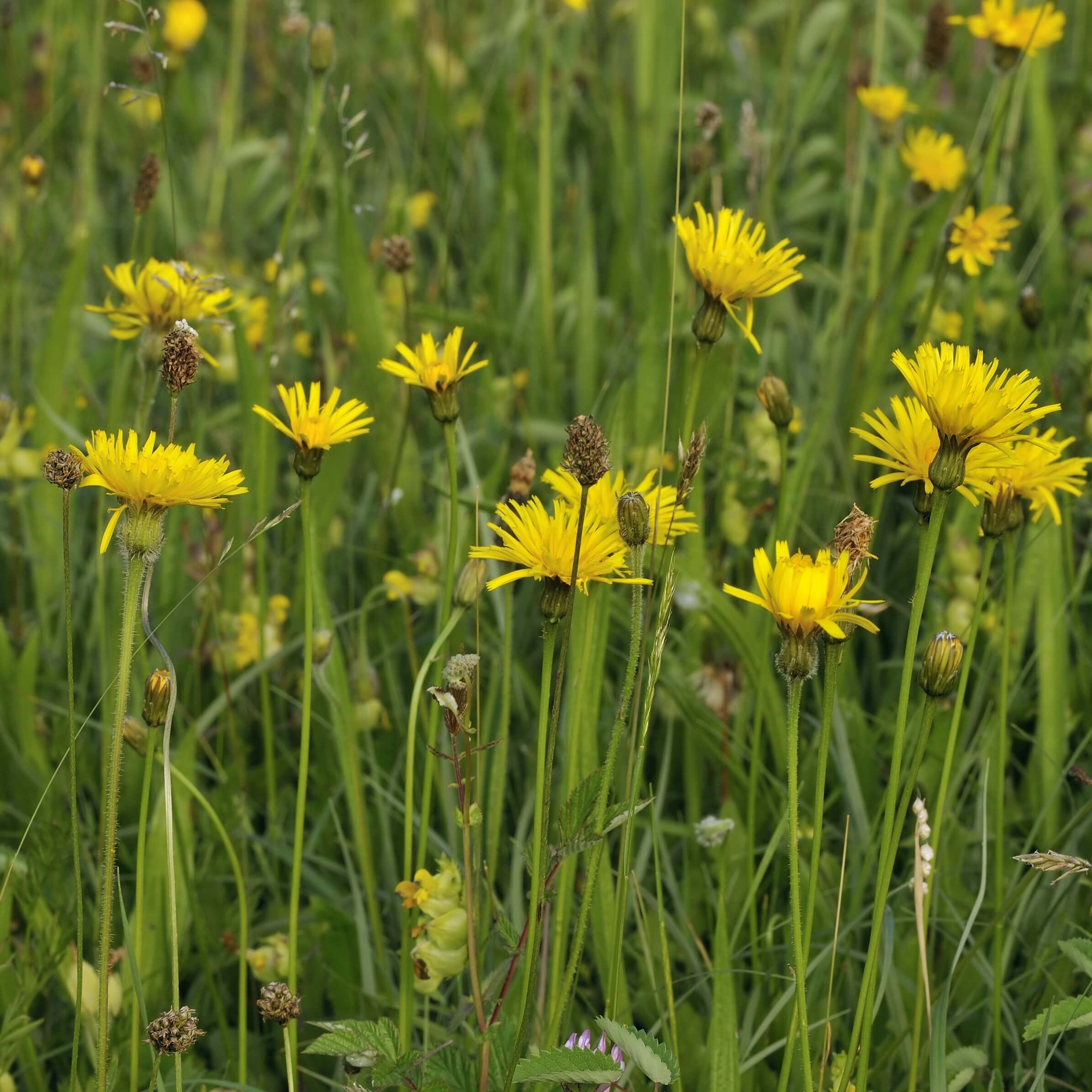 Rough Hawkbit (Leontodon hispidus)