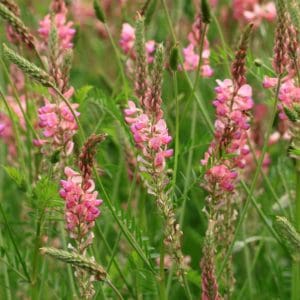 Sainfoin (Onobrychis vicifolia) Sainfoin (Onobrychis vicifolia)