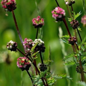 Salad Burnet (Sanguisorba Minor) Salad Burnet (Sanguisorba Minor)
