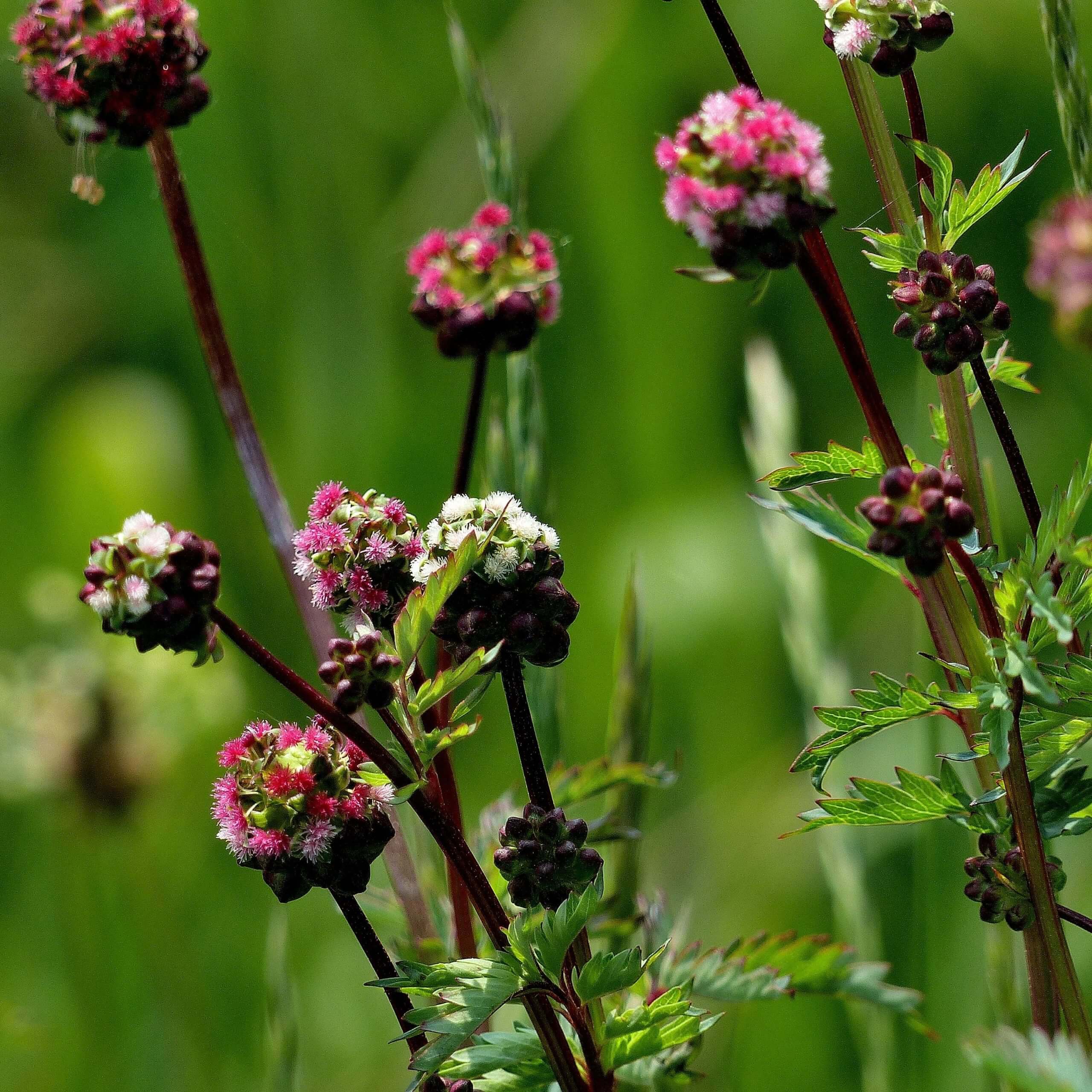 Salad Burnet (Sanguisorba Minor)