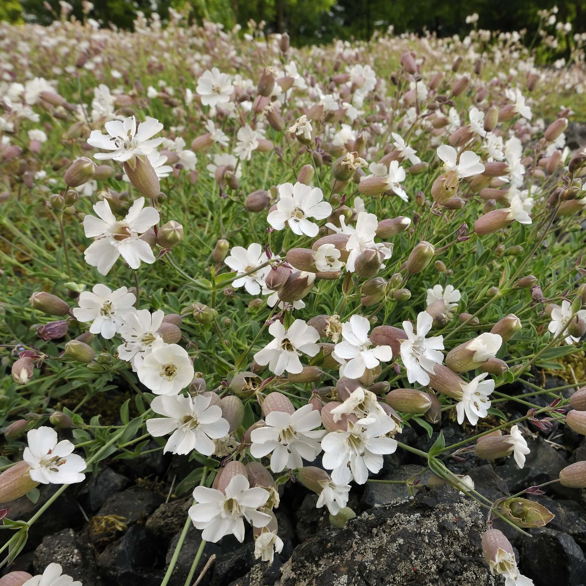 Sea Campion (Silene maritima)