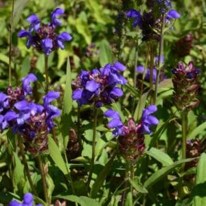 Selfheal (Prunella Vulgaris) Selfheal (Prunella Vulgaris)