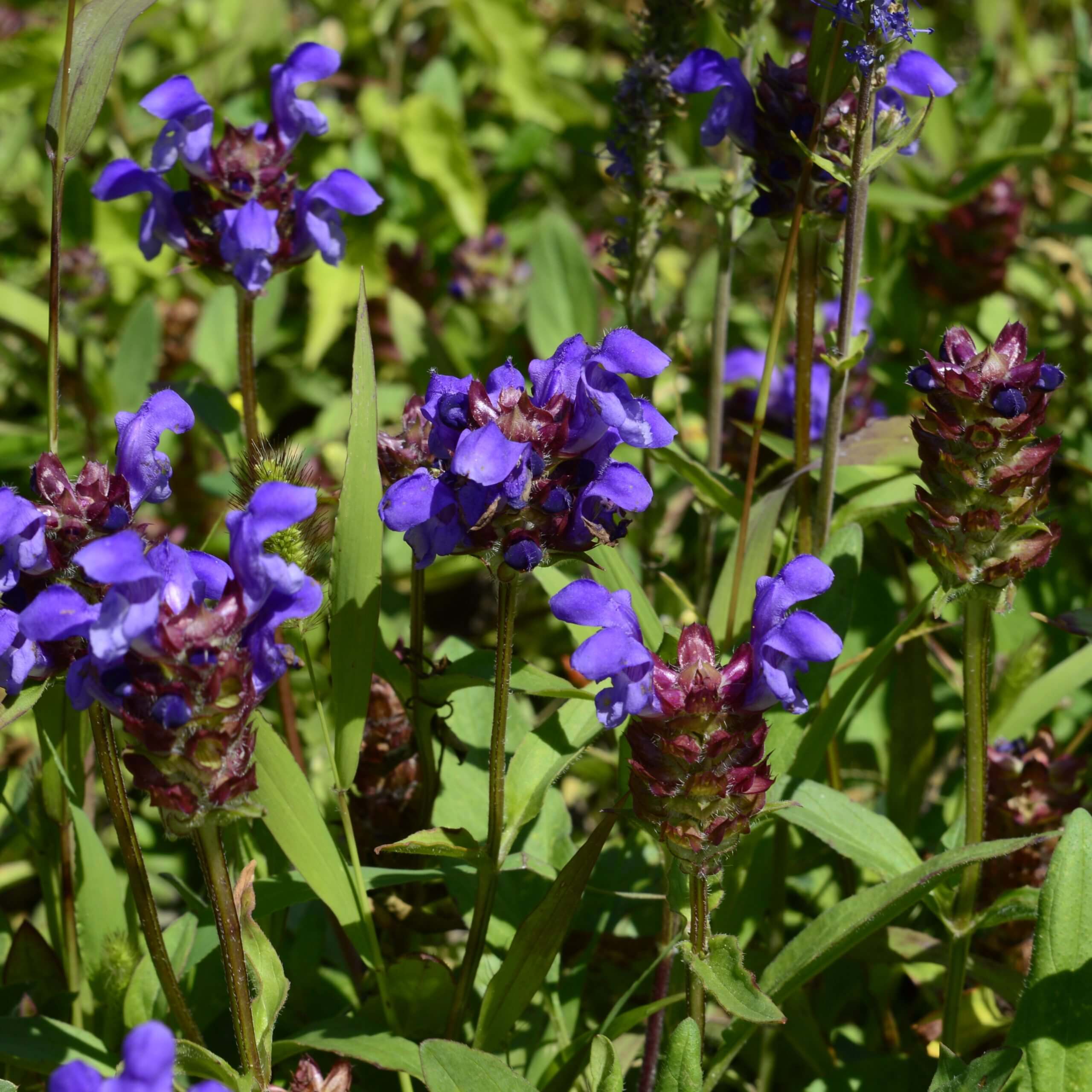 Selfheal (Prunella Vulgaris)