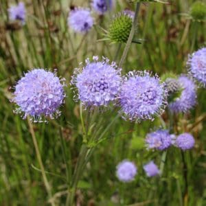 Sheeps Bit (Jasione montana) Sheeps Bit (Jasione montana)