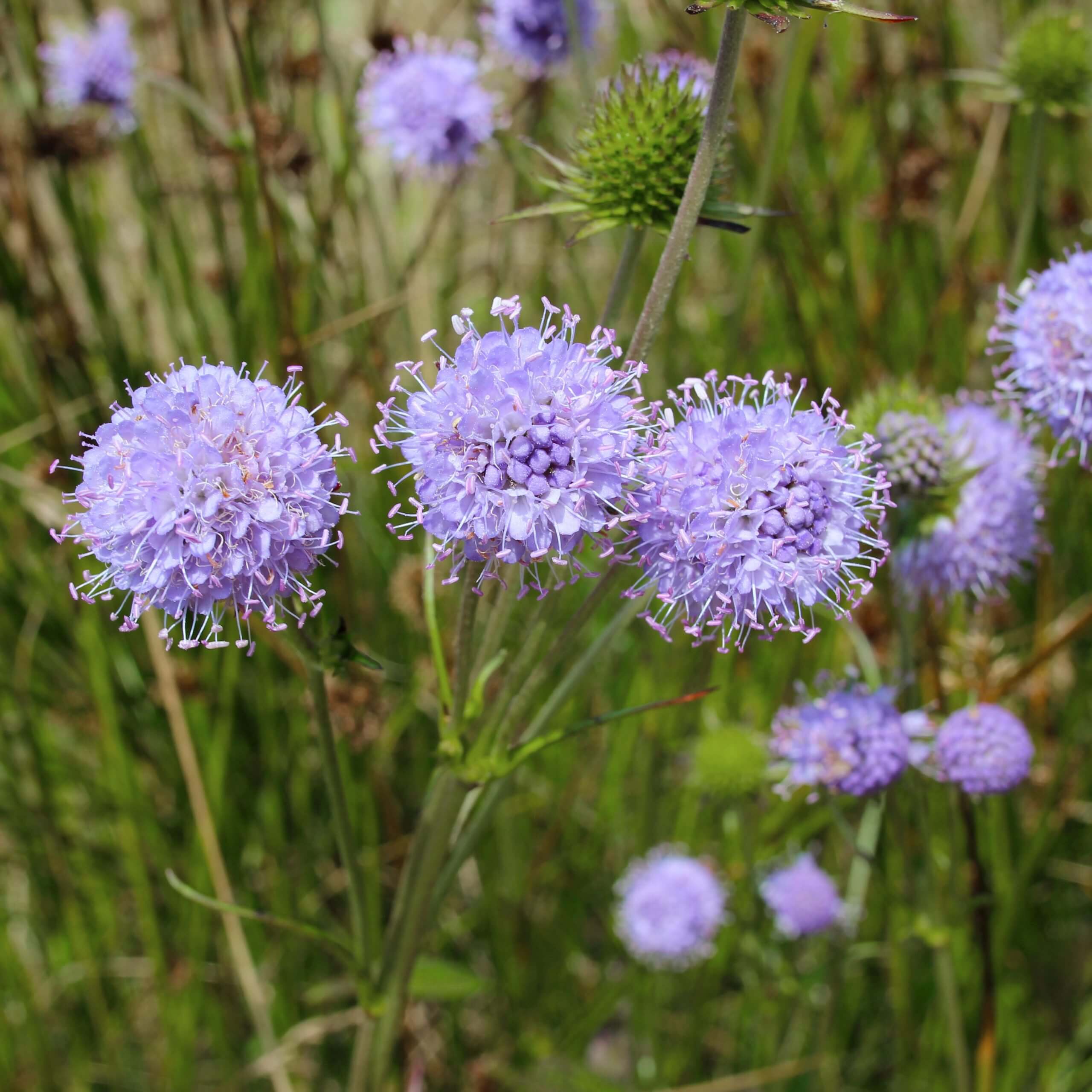 Sheeps Bit (Jasione montana)