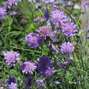 Small Scabious (Scabiosa Columbaria) Small Scabious (Scabiosa Columbaria)