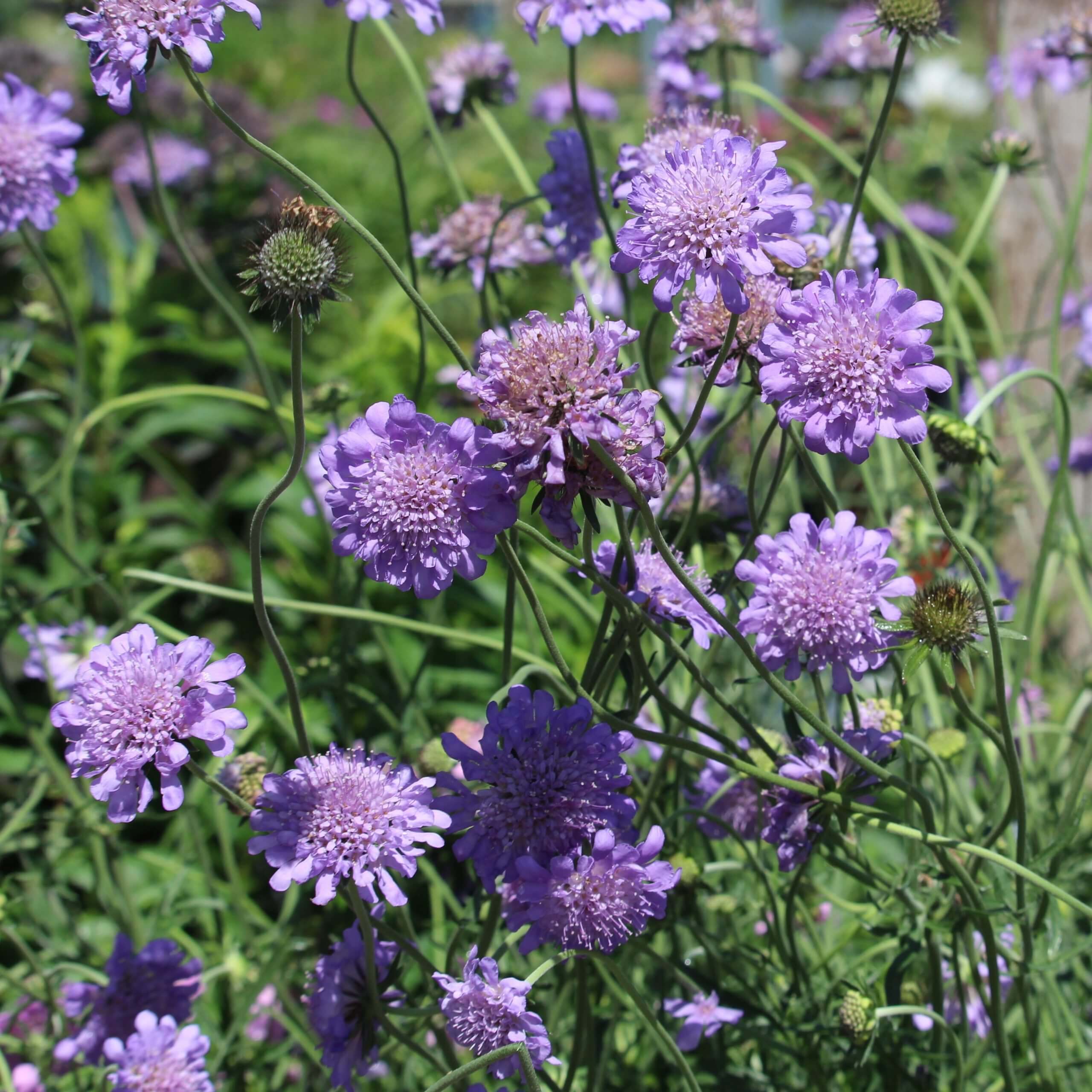 Small Scabious (Scabiosa Columbaria)