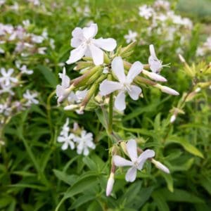 Soapwort (Saponaria officinalis) Soapwort (Saponaria officinalis)
