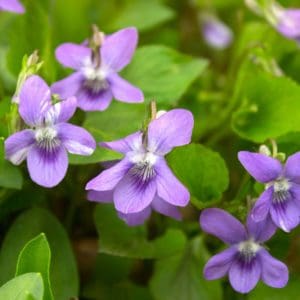Sweet Violet (Viola Odorata) Sweet Violet (Viola Odorata)
