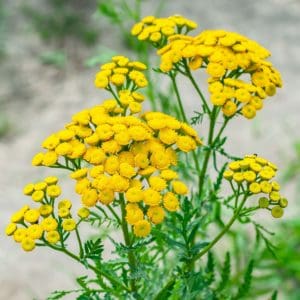 Tansy (Tanacetum Vulgare) Tansy (Tanacetum Vulgare)