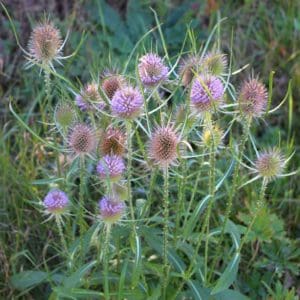 Teasel (Dipsacus Fullonum) Teasel (Dipsacus Fullonum)