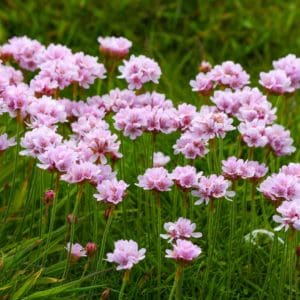 Thrift (Armeria Maritima) Thrift (Armeria Maritima)