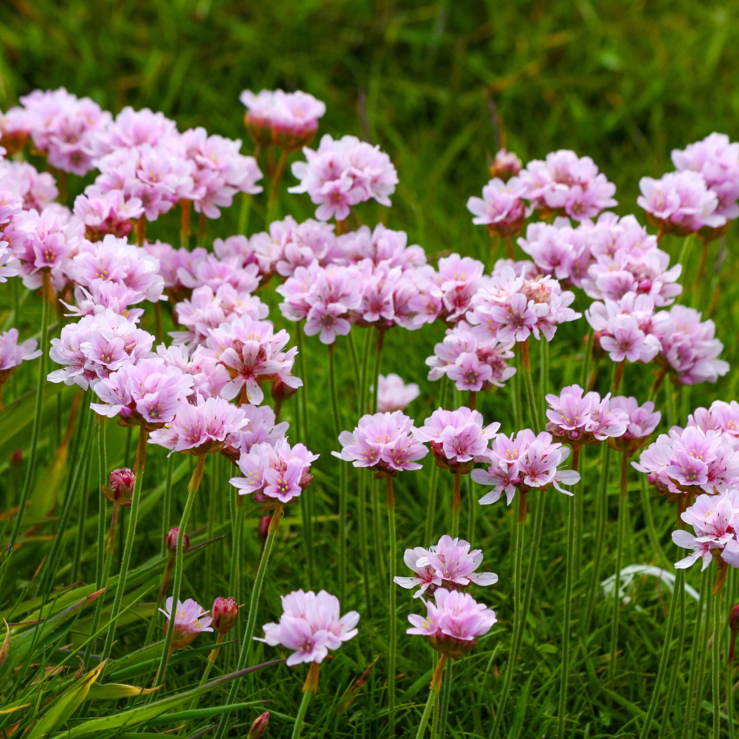 Thrift (Armeria Maritima)
