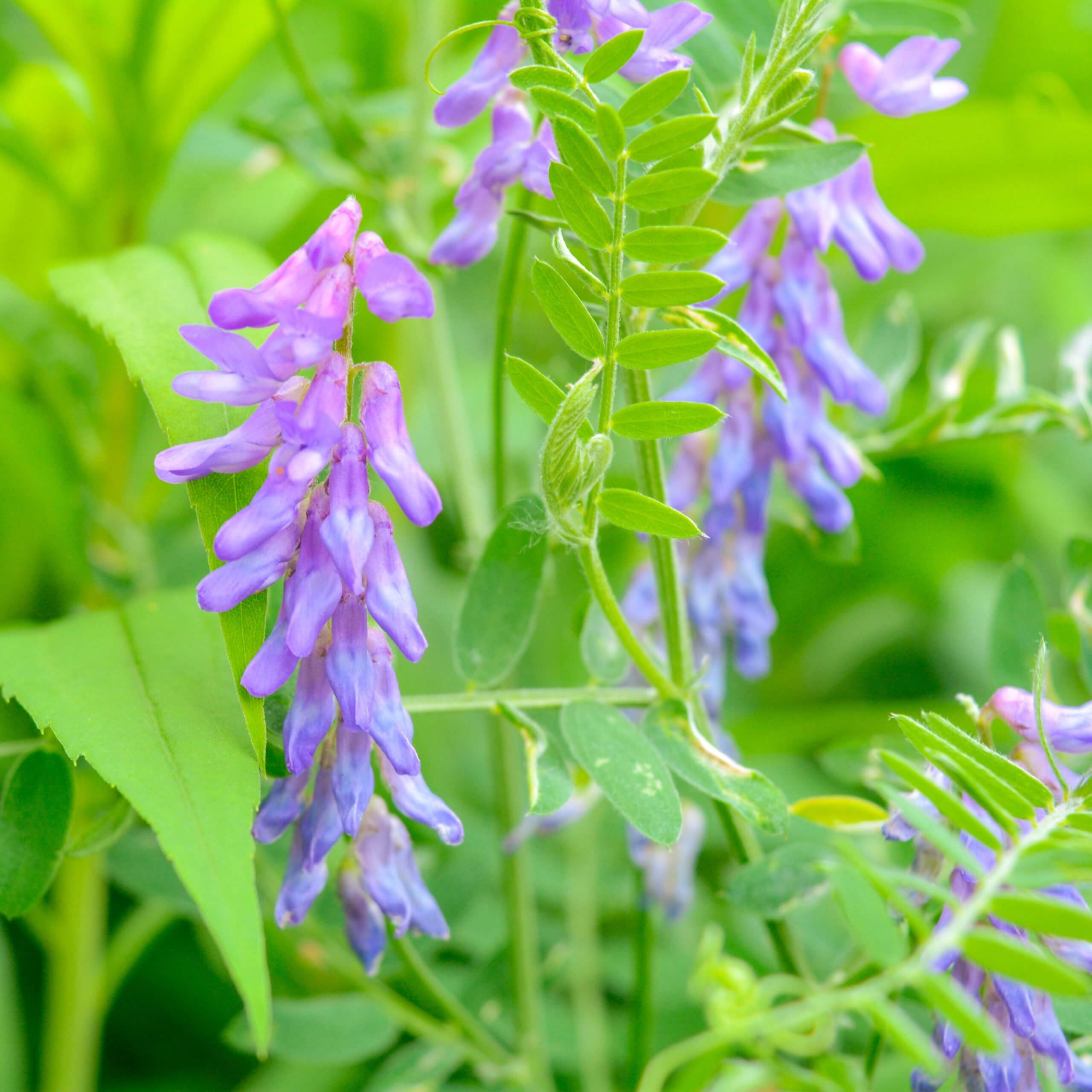 Tufted Vetch (Vicia Cracca)