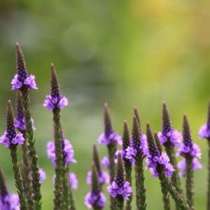 Vervain (Verbena) Vervain (Verbena)
