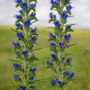 Vipers Bugloss (Echium Vulgare) Vipers Bugloss (Echium Vulgare)